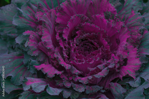 Rare sort of bright colored hybrid cabbage.