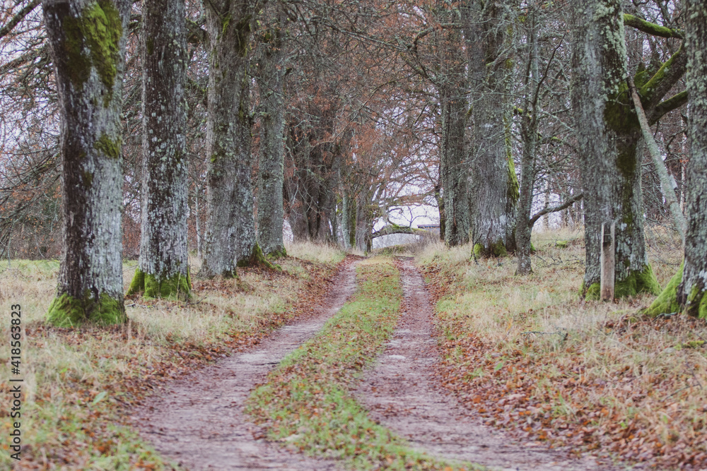 Fototapeta premium path in the forest