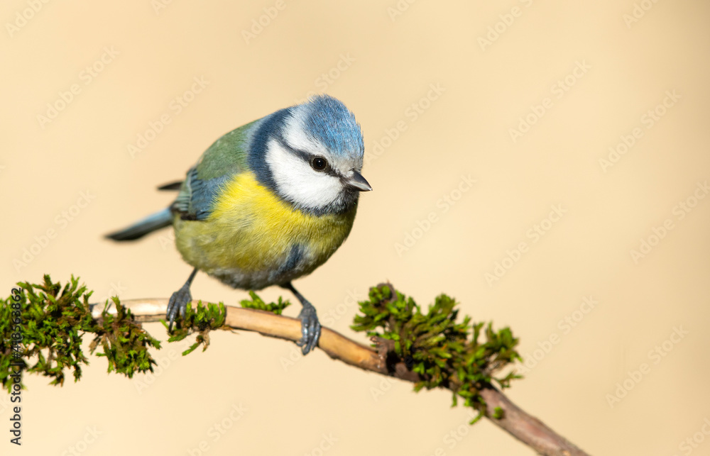 Fototapeta premium Blue tit ( Cyanistes caeruleus ) close up
