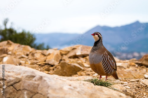 Red-legged partridge in the mountains.