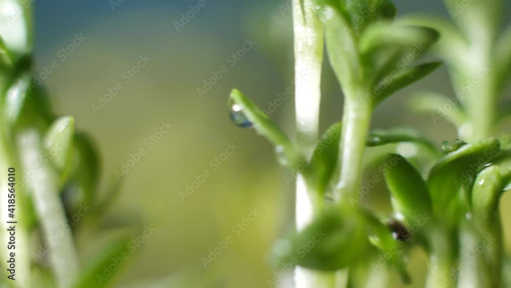 Micro greens on a blue background slowly rotate. Cress salad delicious new shoots Micro greens on a blue background slowly rotate. Cress salad delicious new shoots
