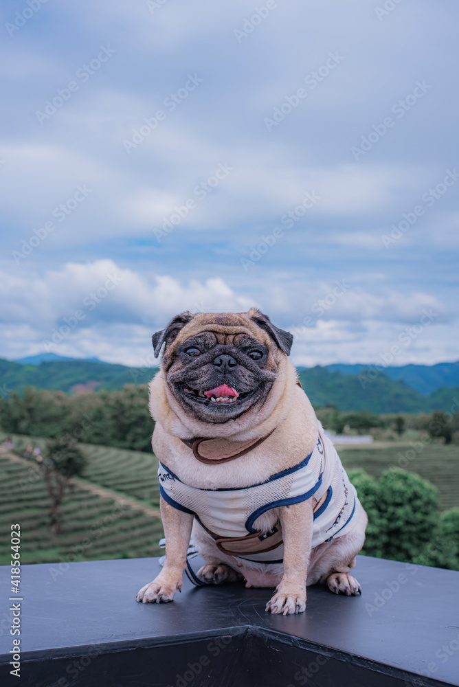 Adorable pug dog sitting on wooden chair with nature background, noise and grain film