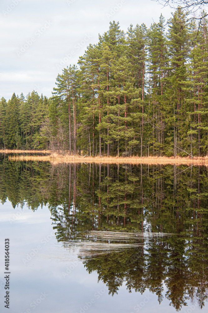 Obraz premium reflection of trees in water