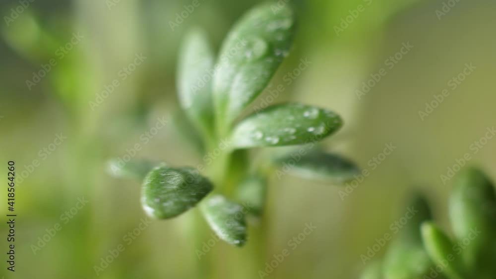 Micro greens on a blue background slowly rotate. Cress salad delicious new shoots Micro greens on a blue background slowly rotate. Cress salad delicious new shoots