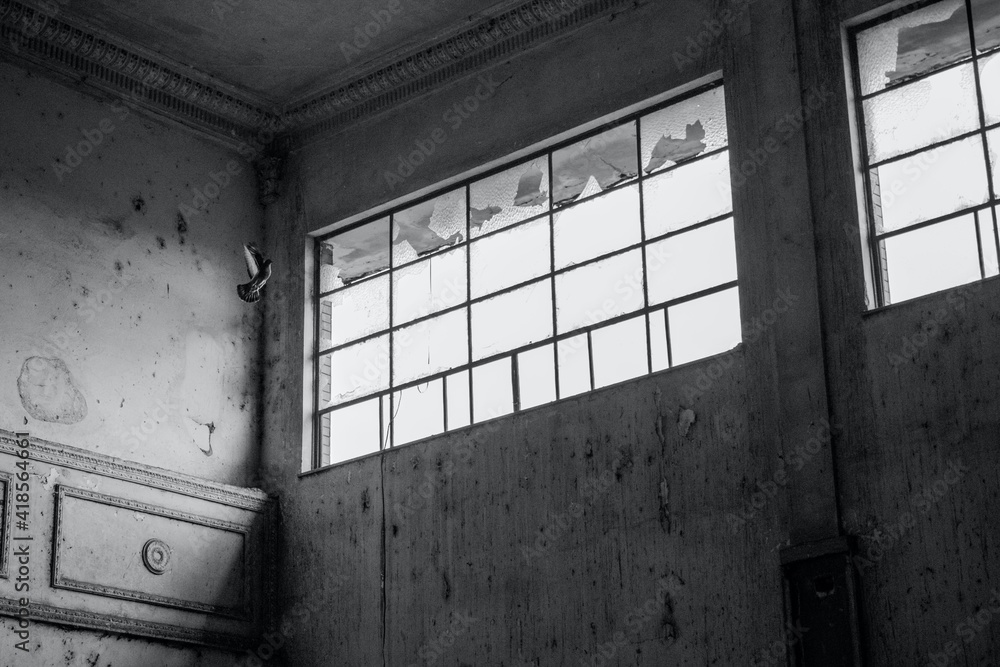 Pigeon flying through the window in abandoned hospital Pigeon flying through the window in abandoned hospital