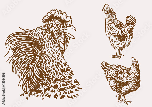 Vector vintage collection of  roosters and hens,sepia background,farm bird