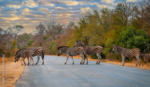 Beautiful shot of zebras crossing the road in safari with trees and sunset on the background. Kruger National Park, South Africa