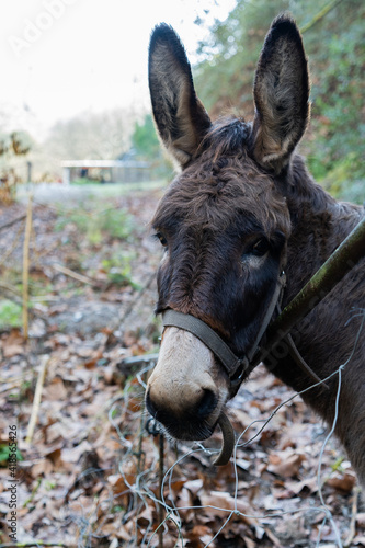 donkey on the farm © kenji