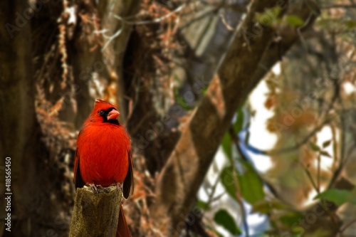 Male cardinal perched in a tree