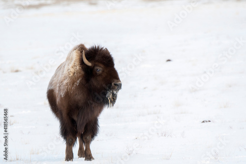 Buffalo (American Bison) on the Colorado Plains in Winter
