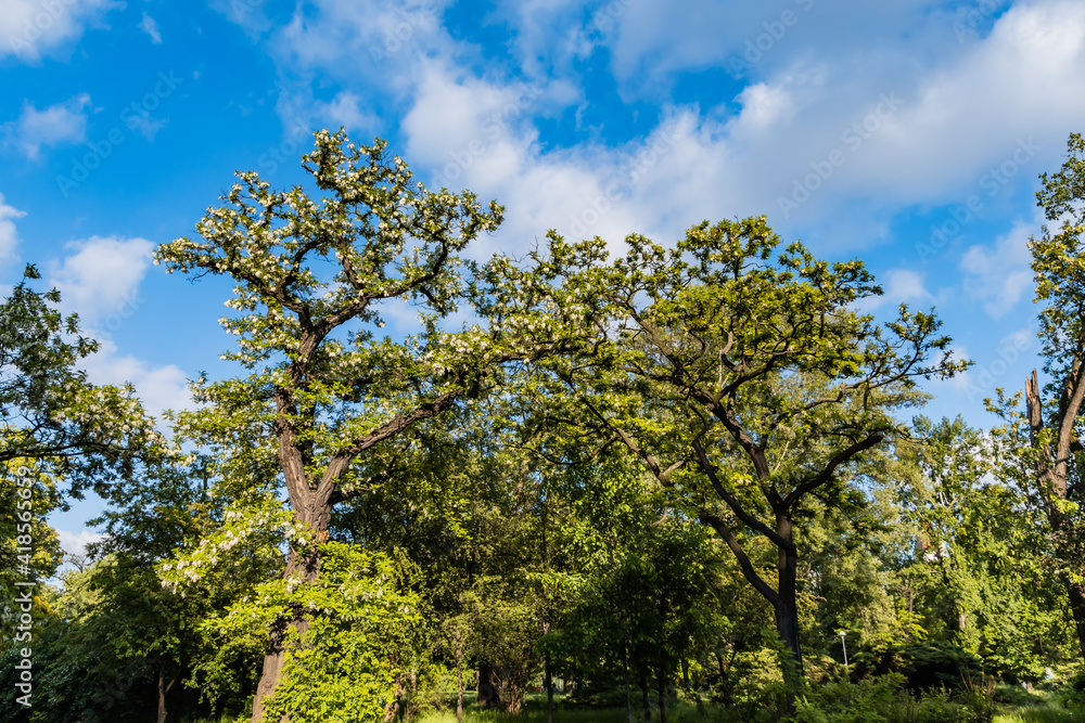 Tree crowns with growing flowers at sunny cloudy day Tree crowns with growing flowers at sunny cloudy day