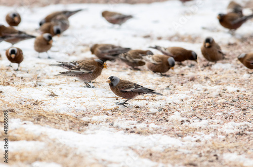 Gray-crowned Rosy-Finch Subspecies Hepburn's (Leucosticte tephrocotis littoralis) in Winter on the Plains of Colorado