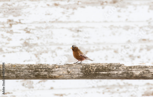 Gray-crowned Rosy-Finch (Leucosticte tephrocotis) in Winter on the Plains of Colorado © RachelKolokoffHopper