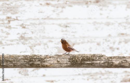 Gray-crowned Rosy-Finch (Leucosticte tephrocotis) in Winter on the Plains of Colorado photo