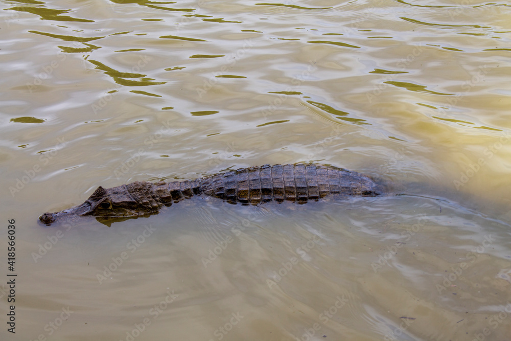 Obraz premium crocodile in the water