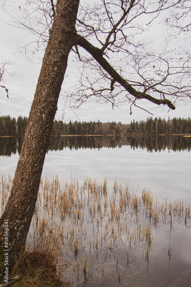 trees in the lake trees in the lake