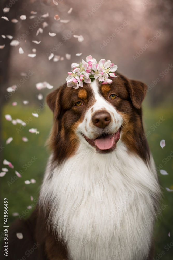 spring dog and pink petals
