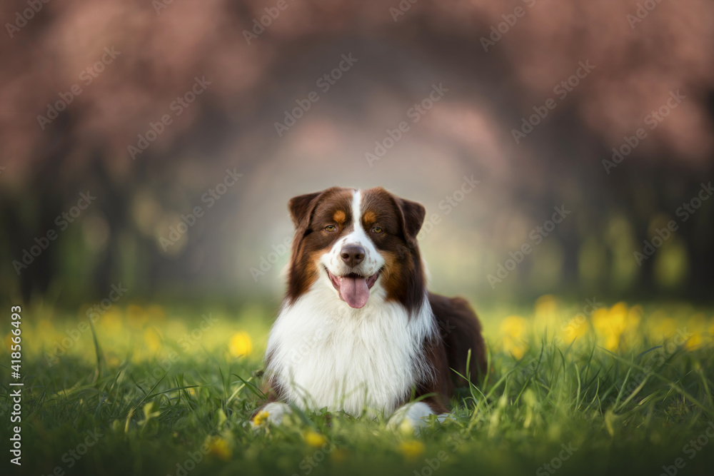 spring dog lies on grass