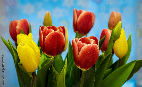 Tulips on a blue background. Spring flowers