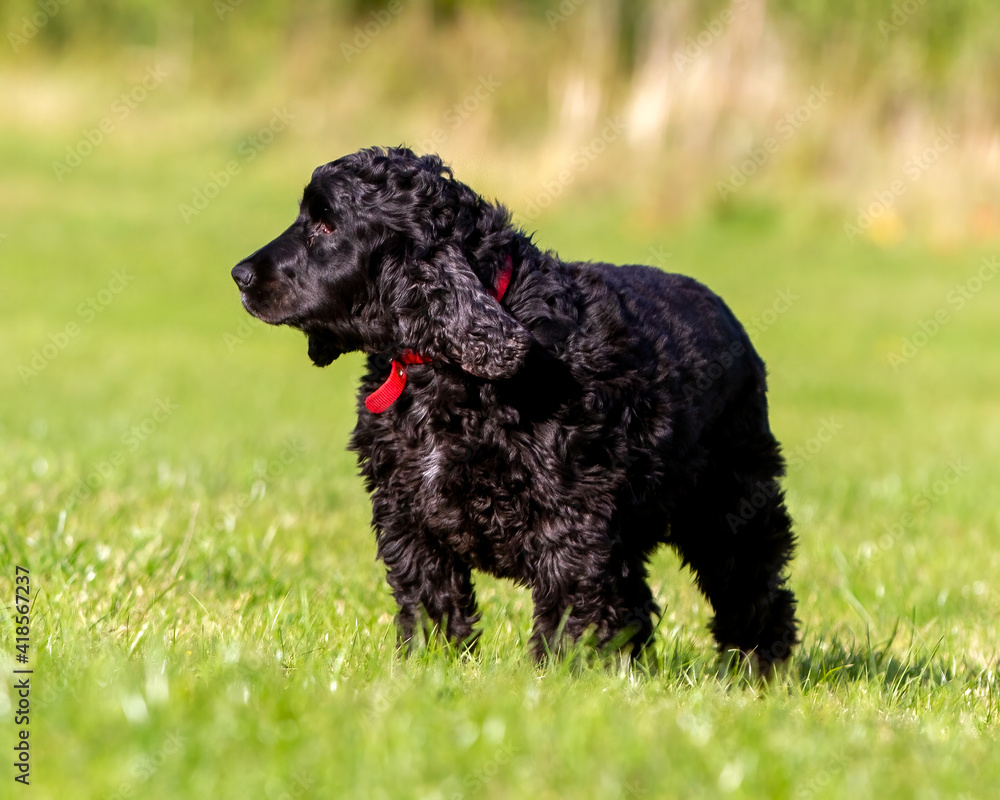 Cocker Spaniel