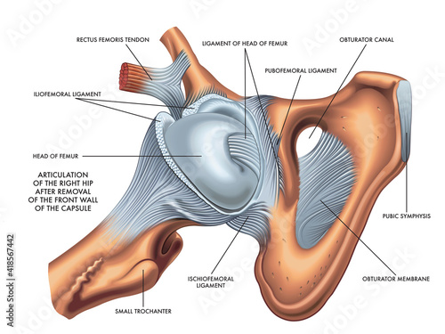 Medical illustration of articulation of the Right Hip whit annotations. photo