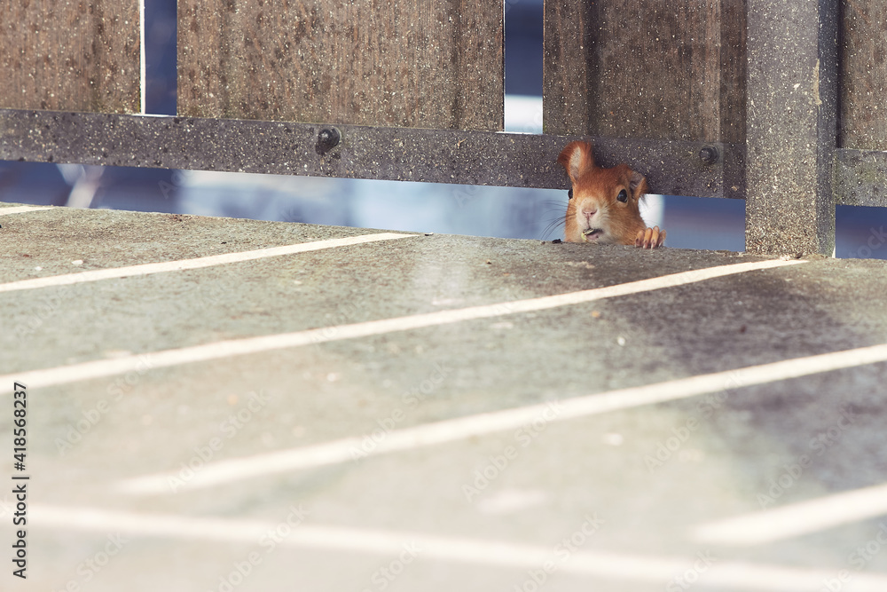 Neugieriges Eichhörnchen am Balkon - obrazy, fototapety, plakaty 