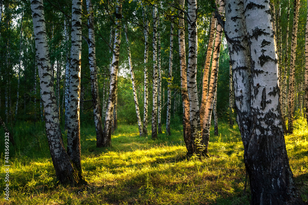 Birch grove in summer at sunset on a sunny summer evening. Birch grove in summer at sunset on a sunny summer evening.