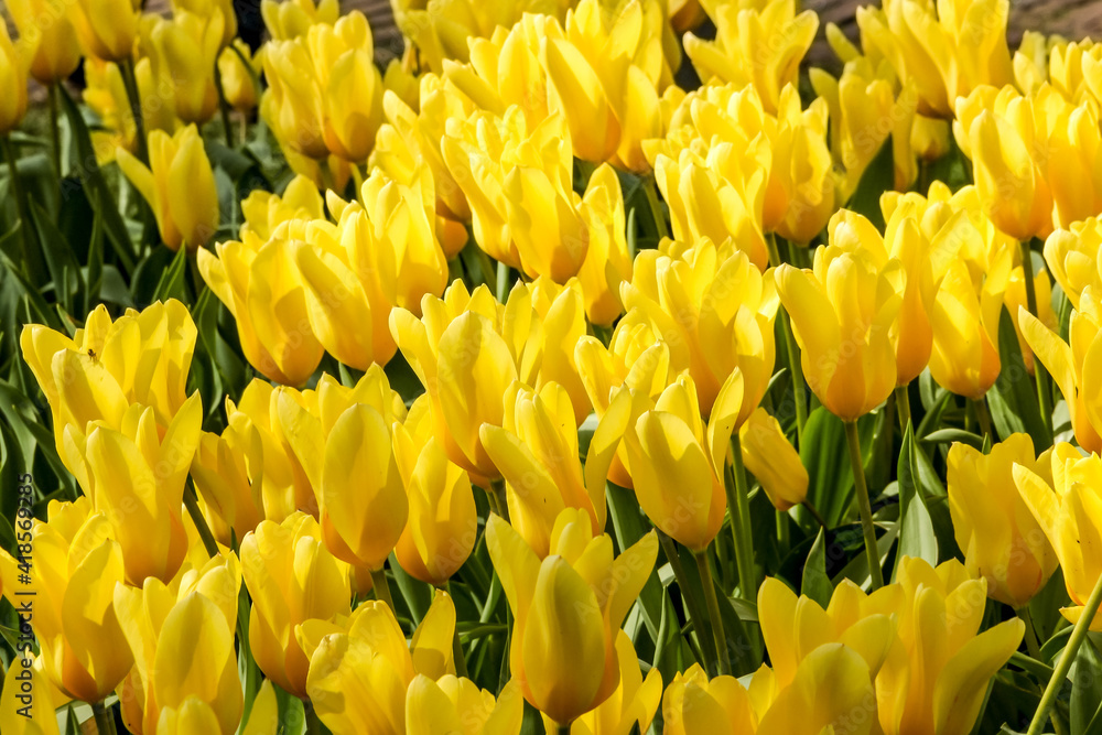 Early yellow tulip field floral background 