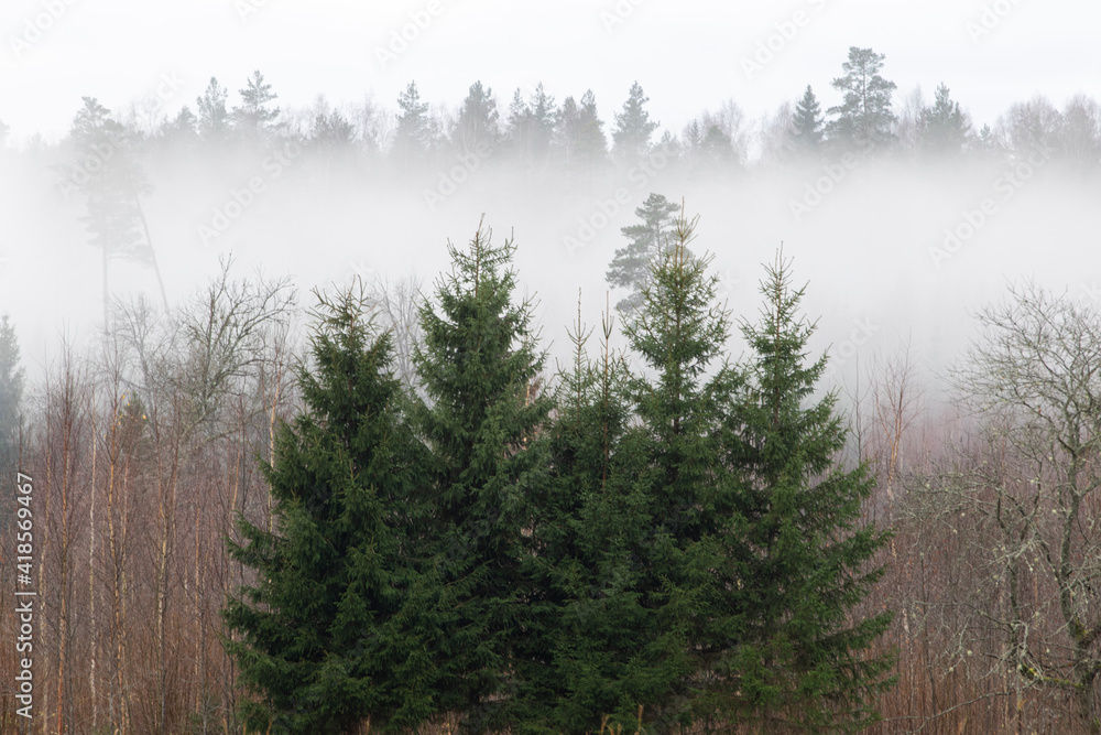 fog in the forest fog in the forest