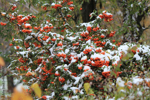 Vászonkép snow-covered mountain ash in the botanical garden at the beginning of winter