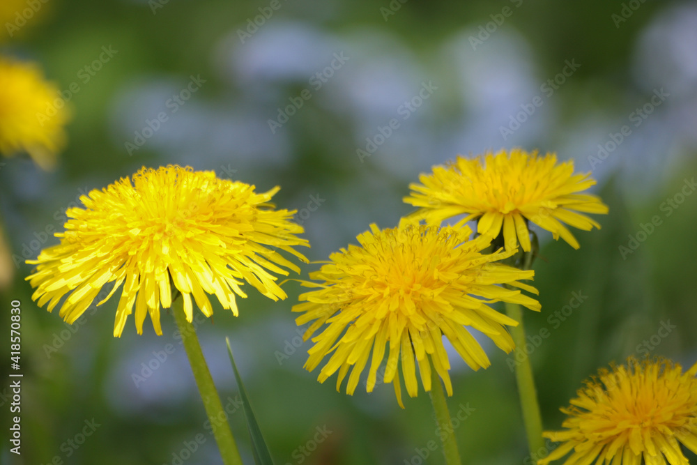 Dandelion, Taraxacum officinale, in flower, close-up Dandelion, Taraxacum officinale, in flower, close-up