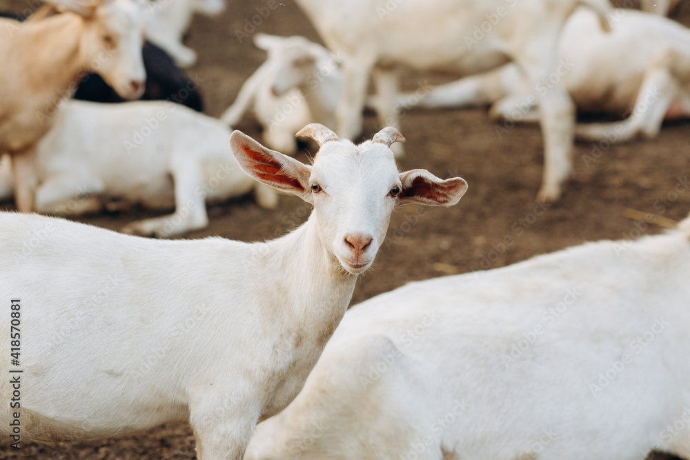 Naklejka premium Goats on an eco farm
