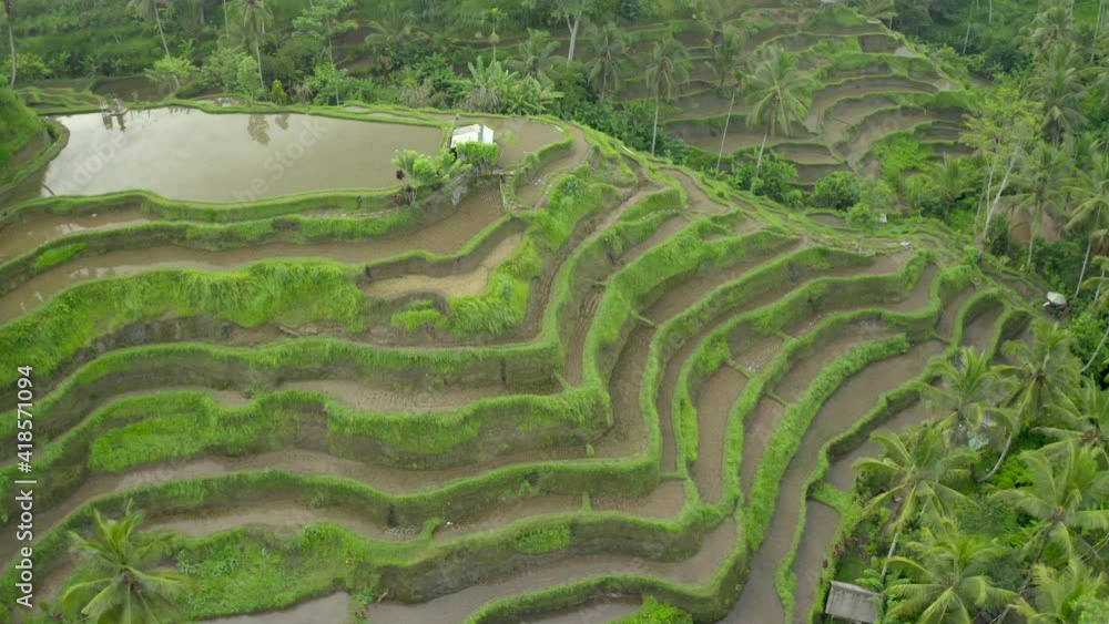 Aerial moving forward over lush, remote hillside valley with terraced rice fields, palm trees, and sunlight reflected in the flooded fields - Nusa Penida & Lombok, Bali Aerial moving forward over lush, remote hillside valley with terraced rice fields, palm trees, and sunlight reflected in the flooded fields - Nusa Penida & Lombok, Bali
