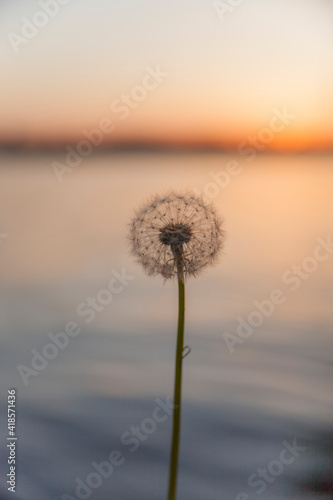 White dandelion on sunset background