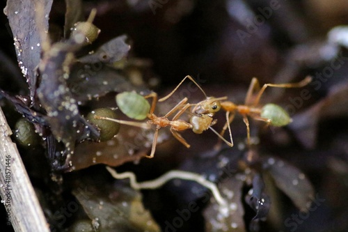 Grüne Ameisen © Peter
