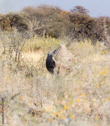 A picture of black rhino in the wild photo