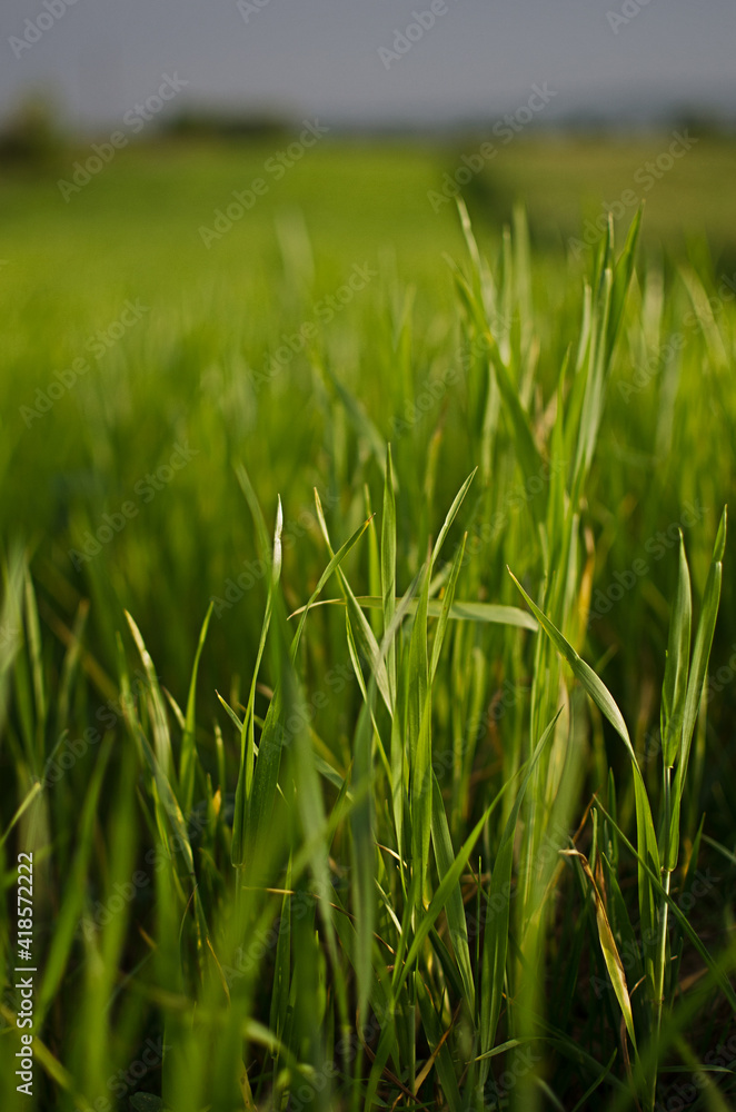 Little green sprouts appeared from the ground Little green sprouts appeared from the ground
