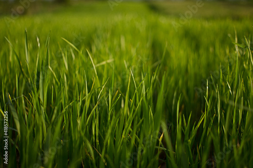 Little green sprouts appeared from the ground