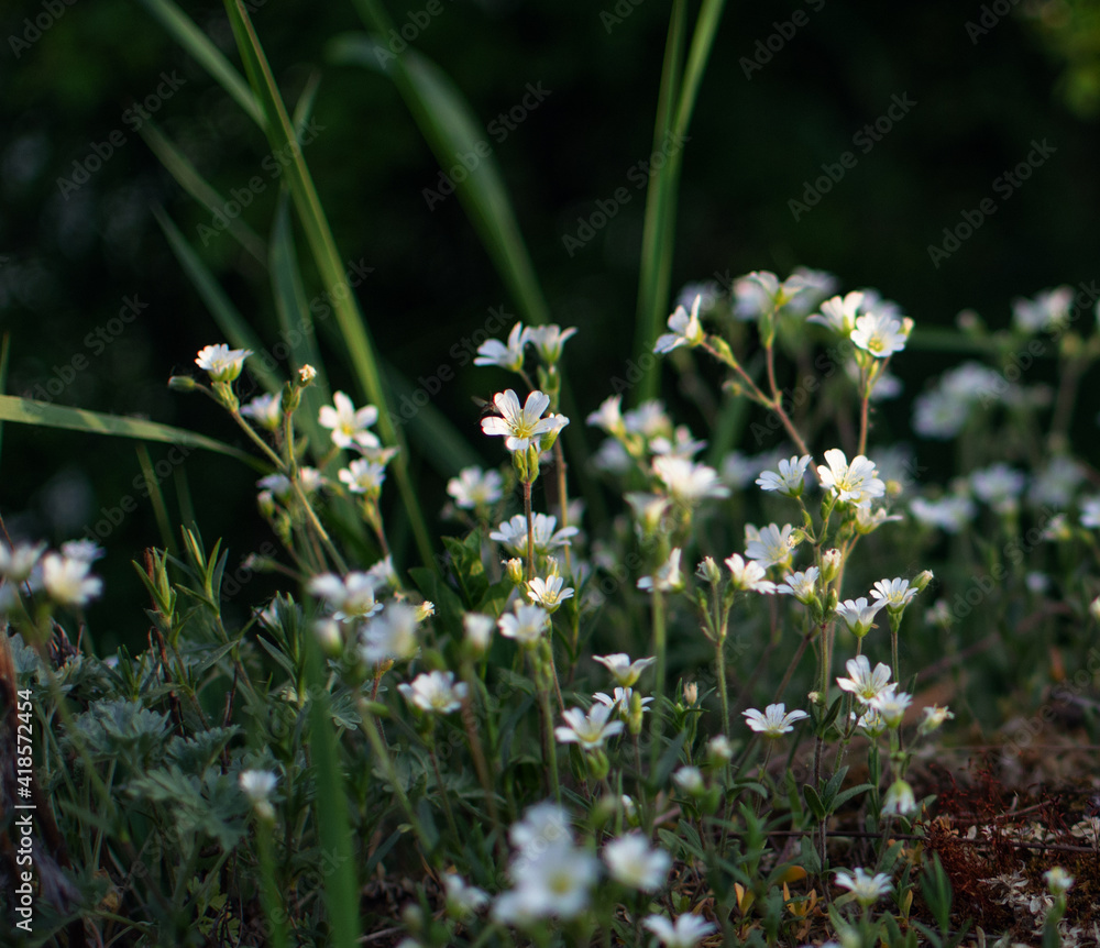 Fresh wildflowers bloom on the field on a beautiful sunny summer day Fresh wildflowers bloom on the field on a beautiful sunny summer day