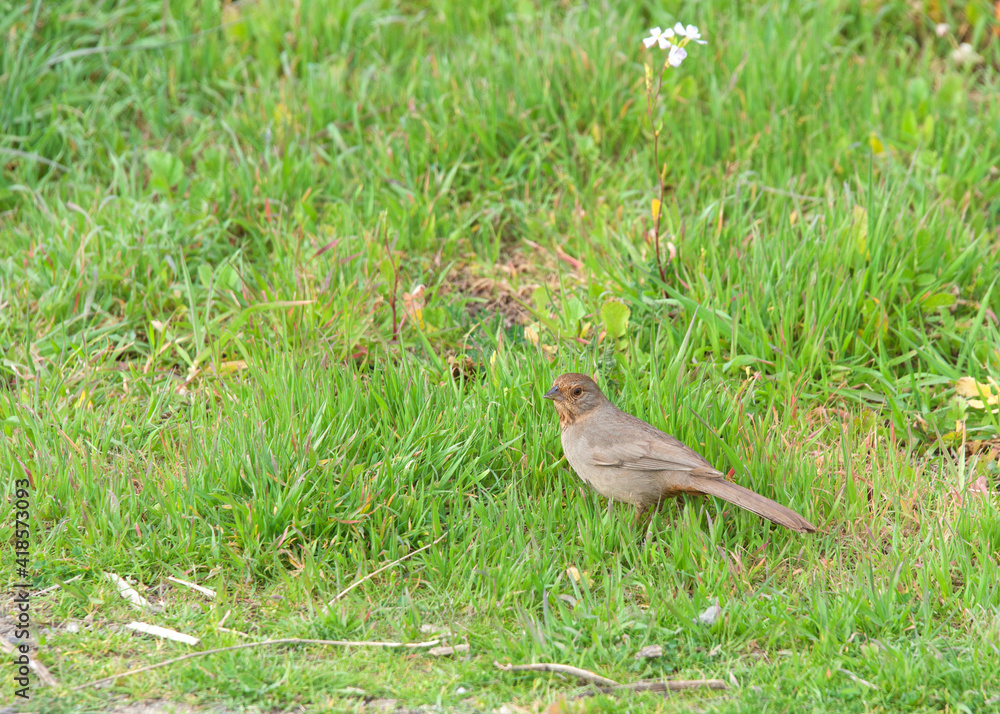 Fototapeta premium One Canyon Towhee bird in green grass. Its natural habitat is brush or chaparral.
