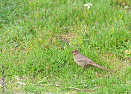 One Canyon Towhee bird in green grass. Its natural habitat is brush or chaparral. photo