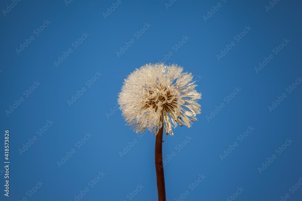 White dandelion against the blue sky
