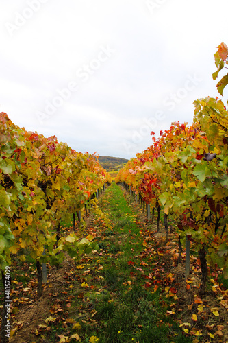 vineyard landscape in autumn