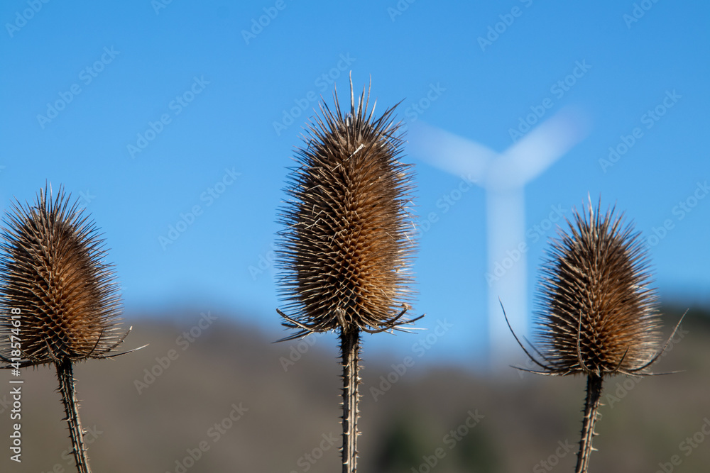 Close-up of withered wild teasel against blue sky Close-up of withered wild teasel against blue sky