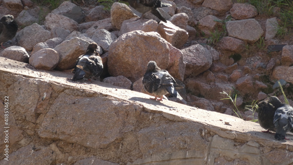 Fototapeta premium Foto gorreones