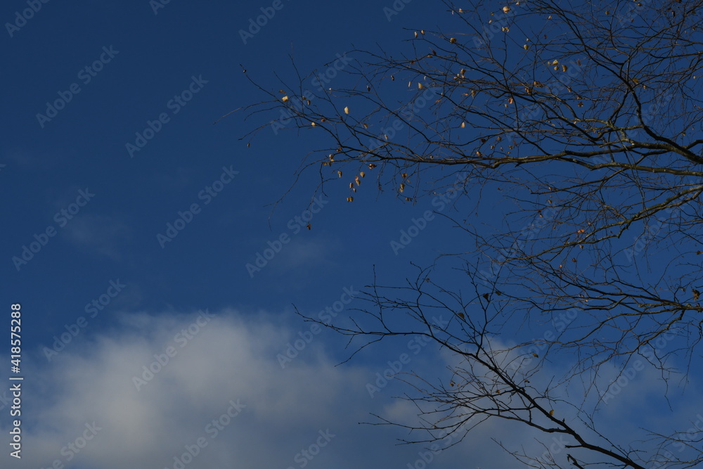 silhouette of branches against the sky silhouette of branches against the sky