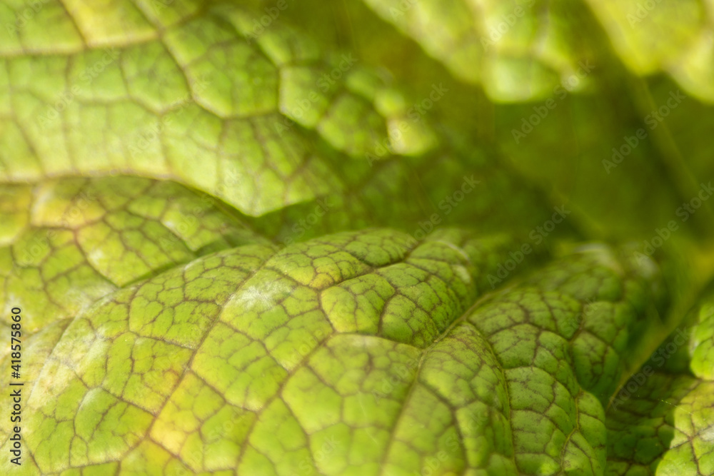 green macro mustard leaf texture green macro mustard leaf texture