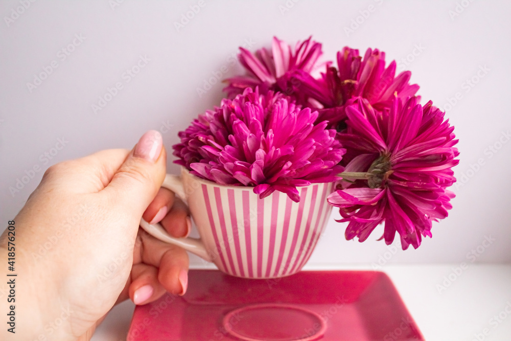 Obraz premium A woman's hand holds a striped pink mug with bright chrysanthemum buds over a saucer 