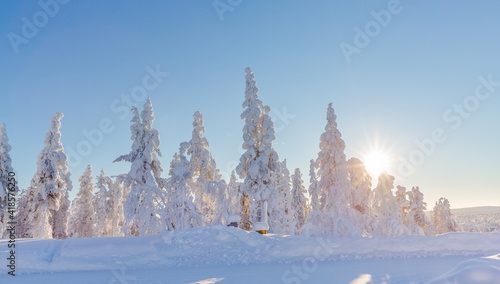 Winter landscape with snowy trees 