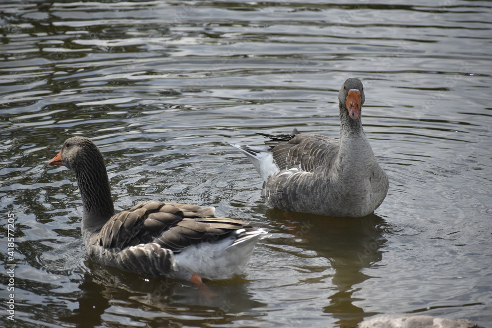 Obraz premium Geese on Lake